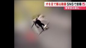 女性が飼い犬を蹴り上げる動画が拡散され炎上
