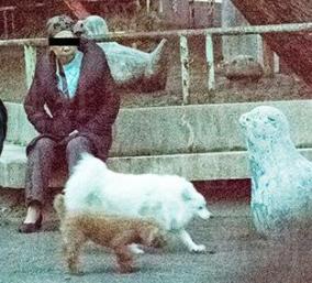 蓮舫の実母が犬を放し飼いし大ひんしゅく