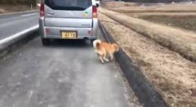 車で犬を引きずり散歩する老人動画が虐待と炎上