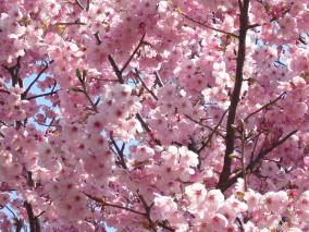 日揮が花見の為に公園を不法占拠し炎上