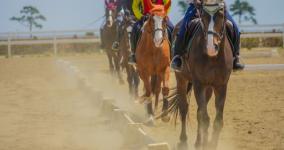 Timeform指数を活用した海外競馬のノウハウ