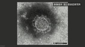 報道されない新型コロナ感染不都合な真実