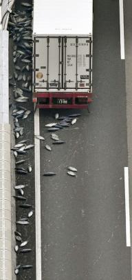高速道路にカツオが散乱