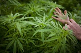 日本で大麻や毒草などを簡単に入手する方法