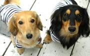 飼犬のフィラリア予防薬について