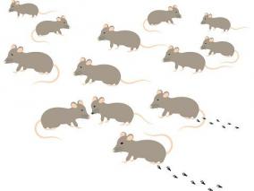 クリニック 大量のねずみ駆除を無料で実現したい