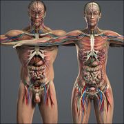 「3Dモデル人体図」のダウンロードリンク