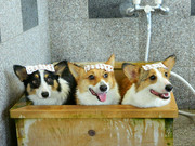 犬用コインシャワーを無料で使う方法