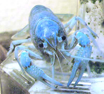ザリガニにサバを食べさせ続けると青くなります