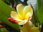 4月24日は「植物学の日」