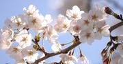 3月27日は「さくらの日」