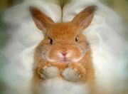 11月20日は「毛皮の日」