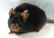 1滴の血液からクローンマウスを作り出すことに成功
