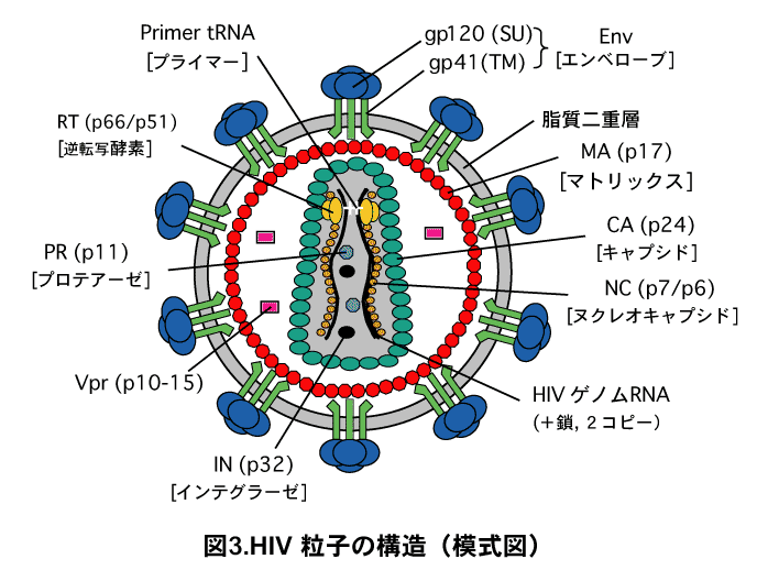 骨髄移植でＨＩＶ消滅か！？