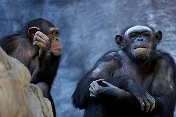 ヘッドラインニュース 2014/07/22(火) 18時30分 世界初の「チンパンジー語」の辞書、作成される