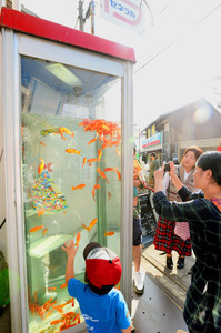 激裏ヘッドラインニュース 2014/10/21(火) 16時31分 電話ボックスの中を２００匹の金魚が遊泳　大和郡山市
