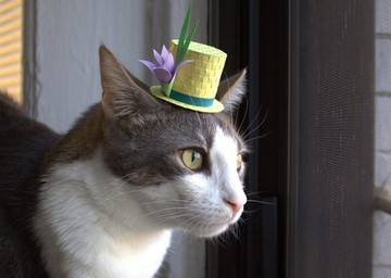 激裏ヘッドラインニュース 2015/10/26(月) 16時35分 こじゃれてて面白い猫専用帽子が21種もつくれるペーパークラフト本「Tiny Hats on Cats」