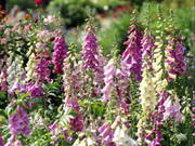 digitalis02.jpg