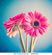 stock-photo-two-pink-flowers-128696450.jpg