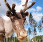 Reindeer_head_610x598.jpg