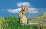 dv455071-rabbit-in-field-gettyimages.jpg