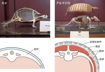 fig19.jpg