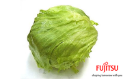 fujitsu_lettuce.png