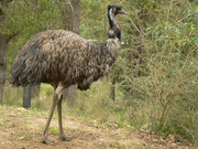 emu.jpg