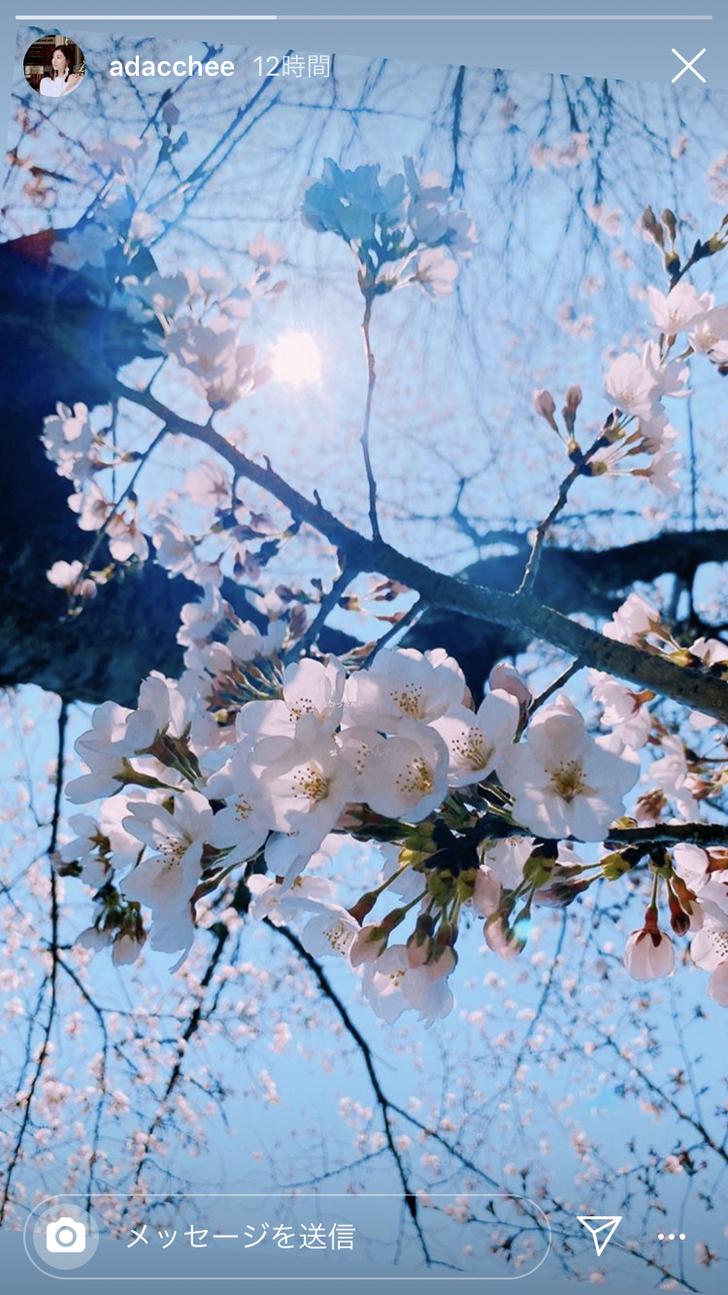 桜の枝インスタ投稿