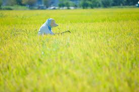 広い田んぼで稲刈りをする女性