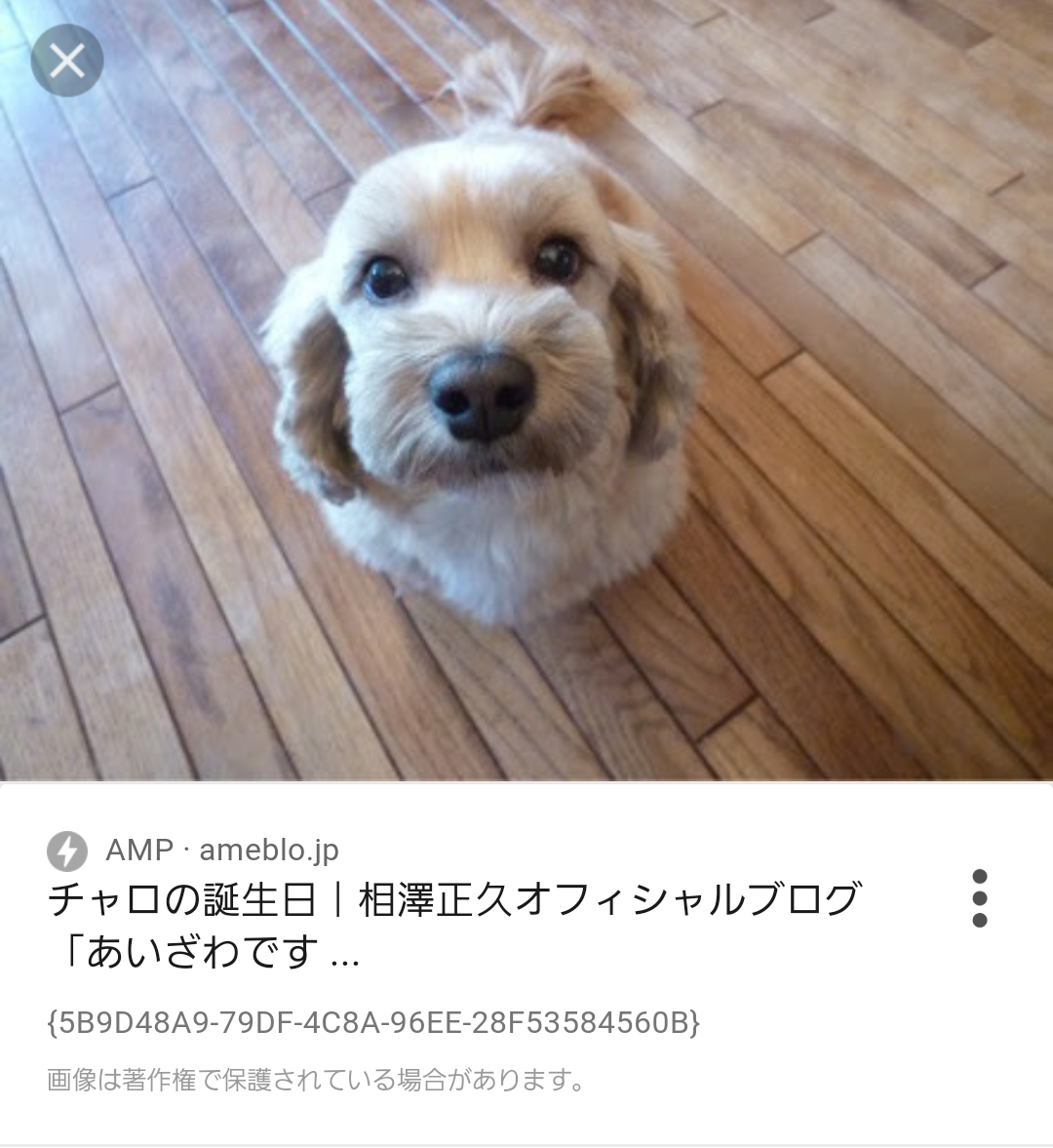 サンミュージック 相澤社長の愛犬