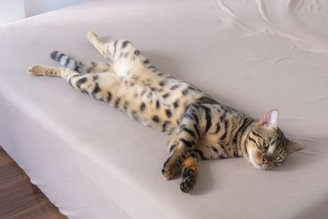 ベッドの上でくつろぐベンガル猫