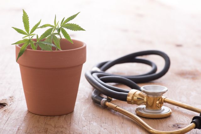 大麻の鉢植えと聴診器