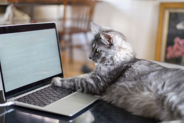 ノートパソコンをタイプする猫