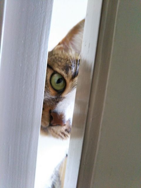 ドアの隙間からこちらを覗く猫