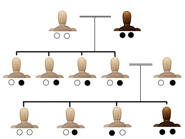 人形の家系図