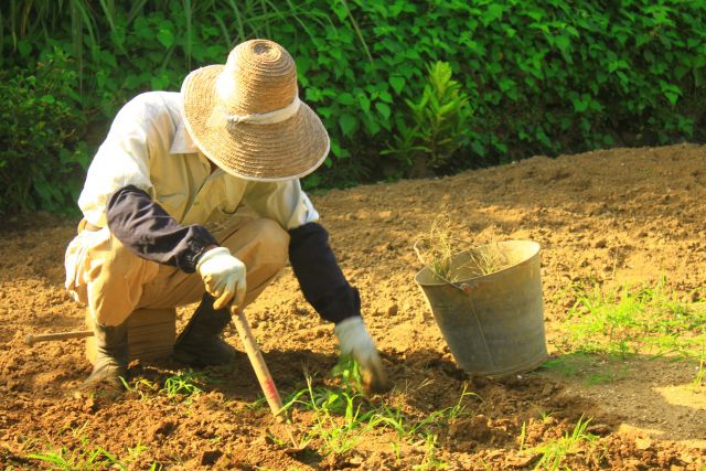 草刈りをする老人