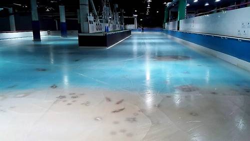 5000匹の氷漬けにされた魚の上に設置された福岡のスケートリンク