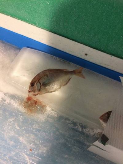 5000匹の氷漬けにされた魚の上に設置された福岡のスケートリンク