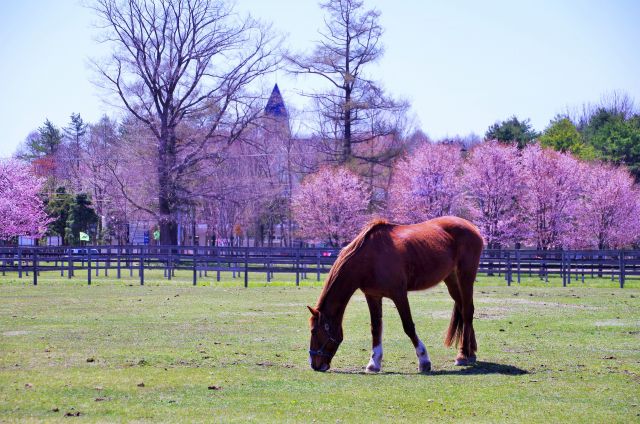 桜の木の前にいる馬