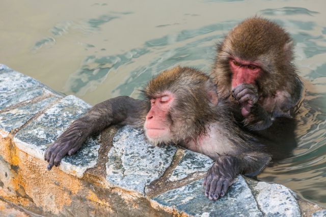 温泉に入る2匹の猿