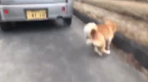 車の後ろを歩く犬