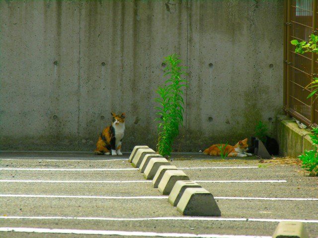 駐車場に猫が佇む風景