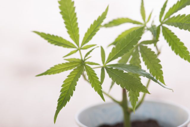 大麻の植木鉢栽培