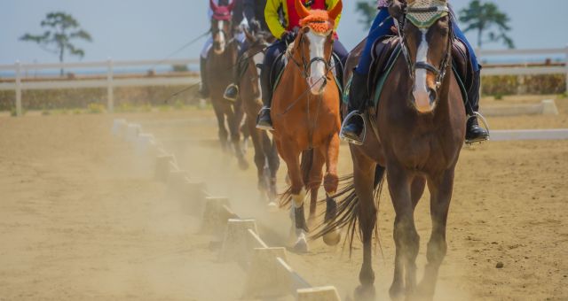 競走馬の調教