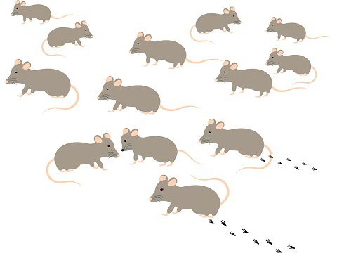たくさんのねずみ