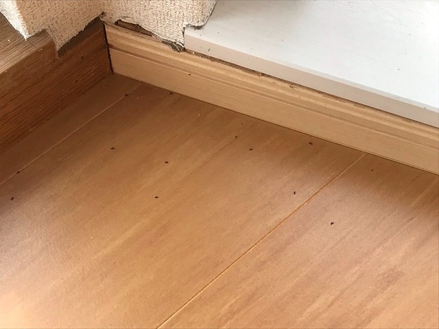 アリがいる床