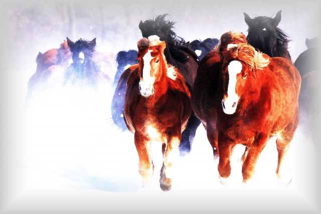 新雪を駆ける馬