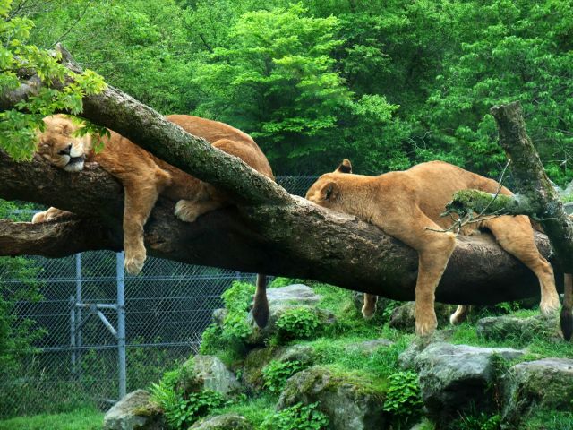 木の上で寝るライオン
