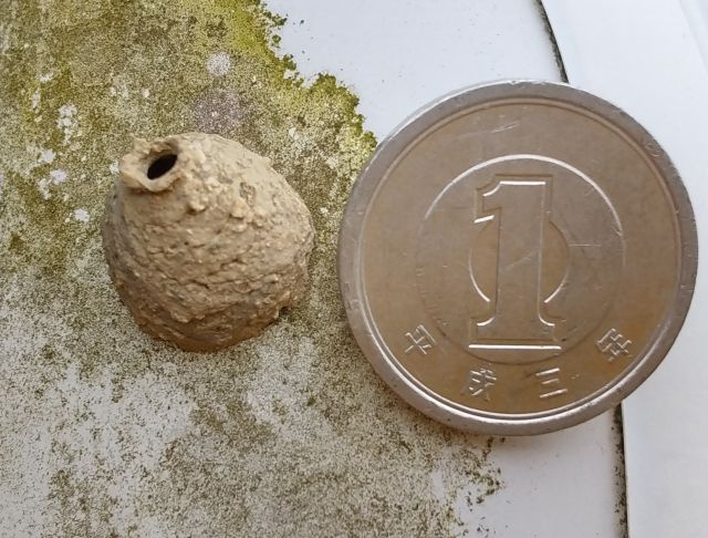 トックリバチの巣と1円玉